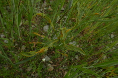 Puccinia sii-falcariae