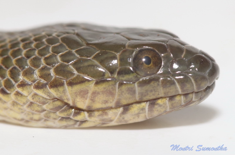 Rainbow Mud Snake