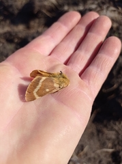 Lemonia dumi