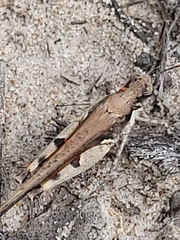 Pycnostictus seriatus