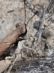 Pycnostictus seriatus