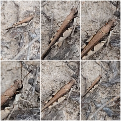 Pycnostictus seriatus