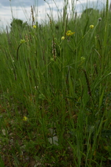 Alopecurus myosuroides