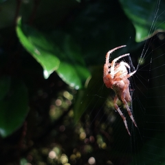 Araneus diadematus