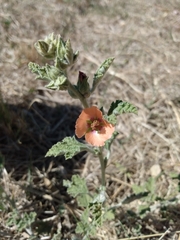 Sphaeralcea cordobensis