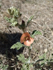 Sphaeralcea cordobensis