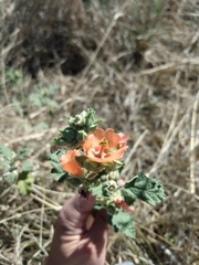 Sphaeralcea cordobensis