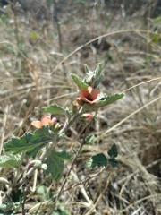 Sphaeralcea cordobensis
