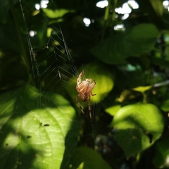 Araneus diadematus