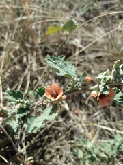 Sphaeralcea cordobensis