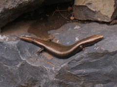 Chalcides coeruleopunctatus