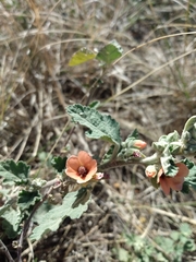 Sphaeralcea cordobensis