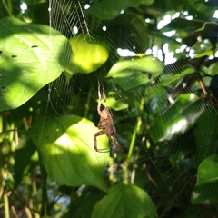 Araneus diadematus
