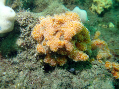 Aplidium benhami