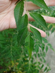 Melia azedarach