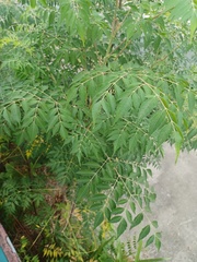 Melia azedarach