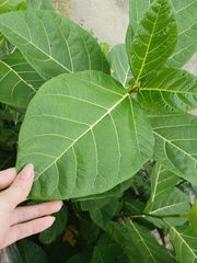 Ficus septica