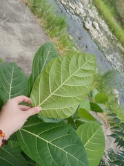 Ficus septica