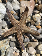 Astropecten platyacanthus