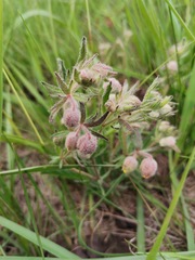 Hermannia grandistipula