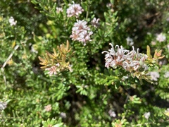 Grevillea sphacelata