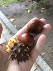 Aesculus hippocastanum