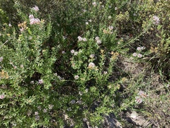 Grevillea sphacelata