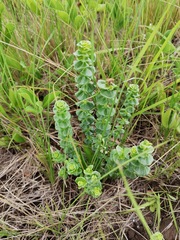 Sebaea sedoides