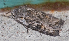 Lithophane antennata