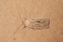 Agonopterix carduncelli