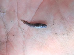 Mugilogobius cavifrons