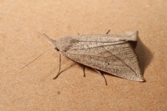 Compsoptera opacaria