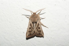 Eucoptocnemis optabilis