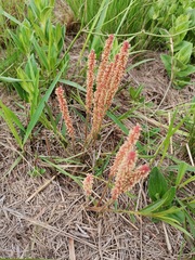 Acalypha depressinerva