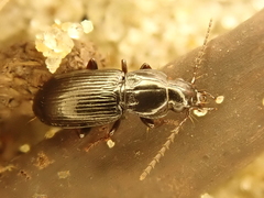 Pterostichus minor