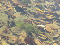 Ranunculus kauffmannii