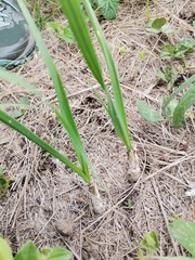 Drimia echinostachya