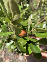 Petalostigma pachyphyllum