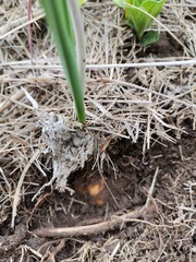 Drimia echinostachya