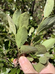 Petalostigma pachyphyllum