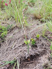 Drimia echinostachya