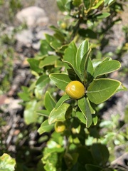 Petalostigma pachyphyllum