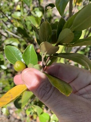 Petalostigma pachyphyllum