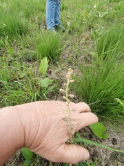 Drimia echinostachya