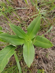Eucomis autumnalis