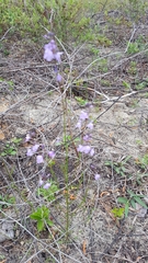 Nuttallanthus canadensis