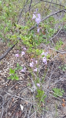 Nuttallanthus canadensis