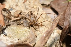 Hoplopholcus forskali