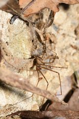 Hoplopholcus forskali