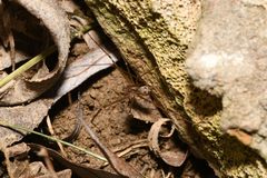 Hoplopholcus forskali